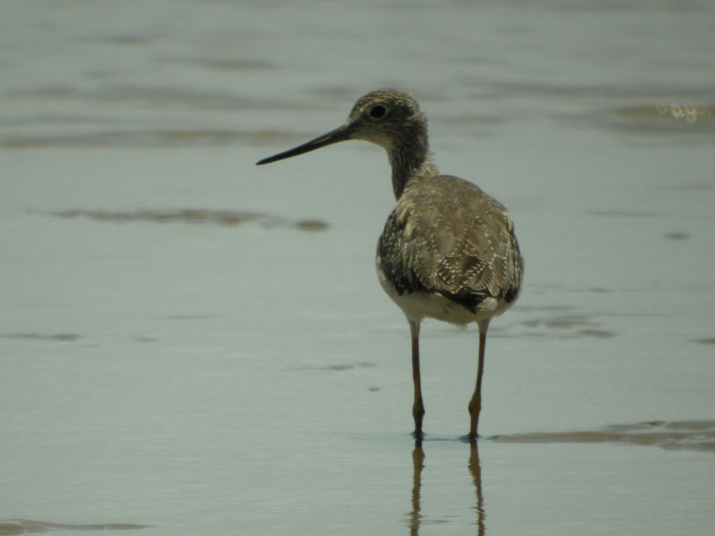 Greater Yellowlegs