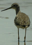 Greater Yellowlegs