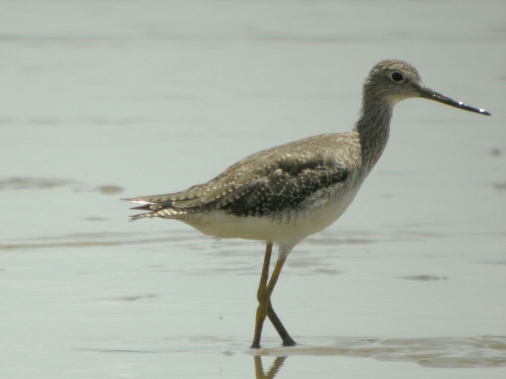 Greater Yellowlegs