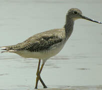 Greater Yellowlegs