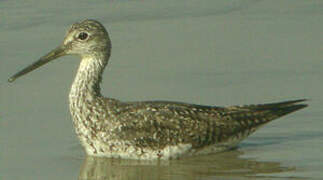 Greater Yellowlegs