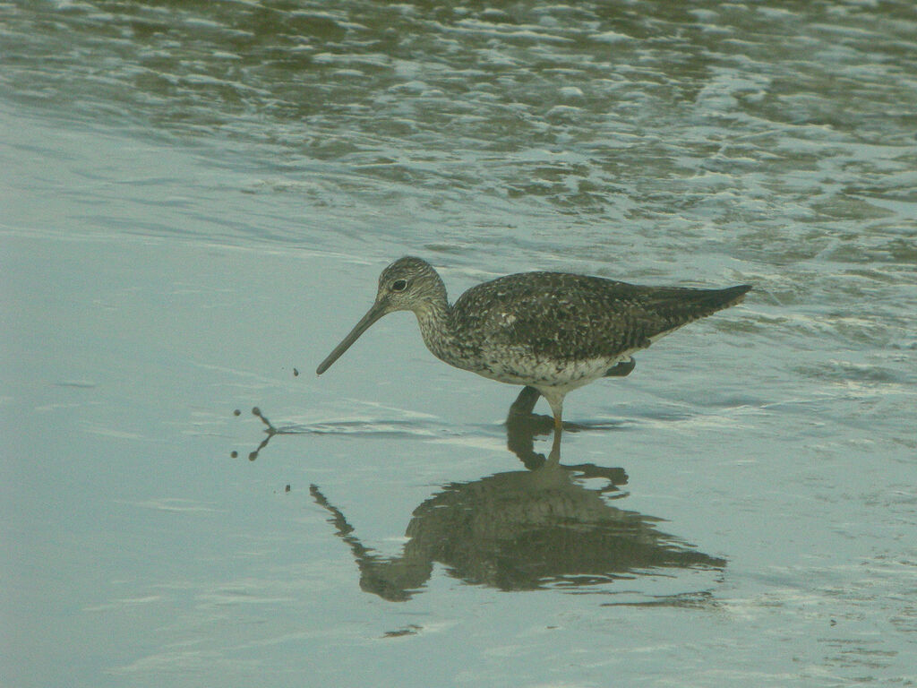 Greater Yellowlegs