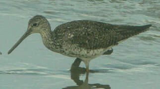 Greater Yellowlegs