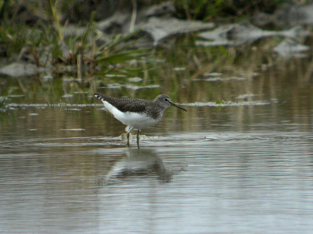 Green Sandpiper