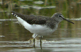 Green Sandpiper