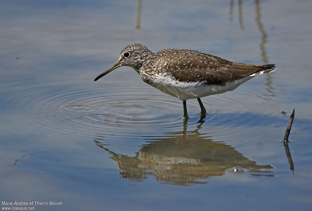 Green Sandpiperadult breeding, identification