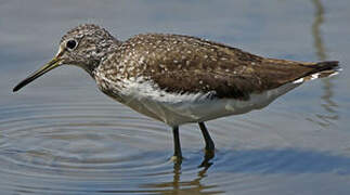 Green Sandpiper