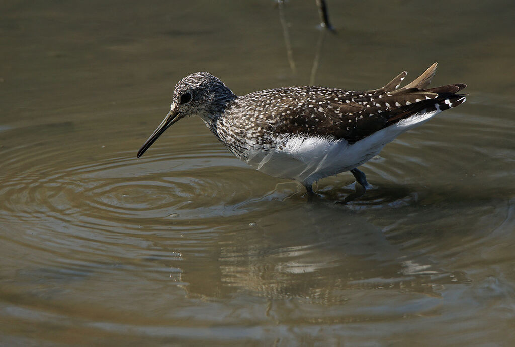 Green Sandpiper