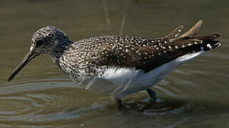 Green Sandpiper