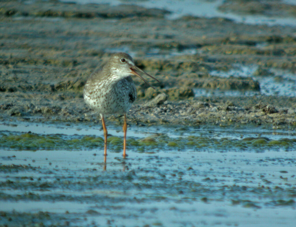 Common Redshank