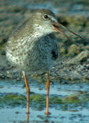 Common Redshank