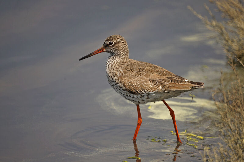 Common Redshank