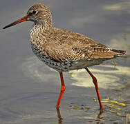 Common Redshank