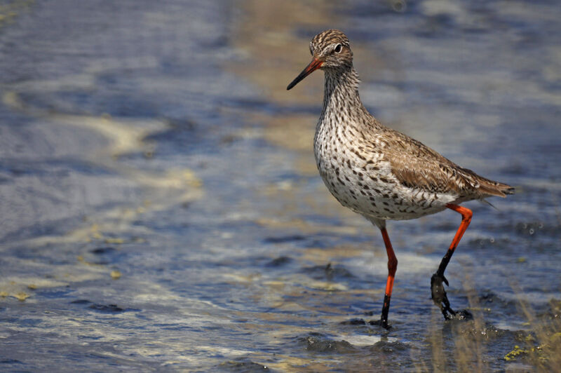 Common Redshank