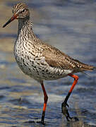 Common Redshank