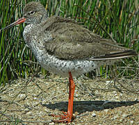 Common Redshank