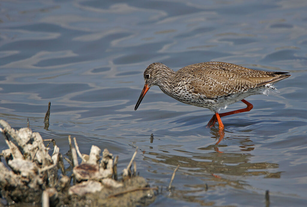 Common Redshank