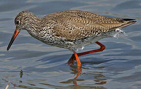 Common Redshank