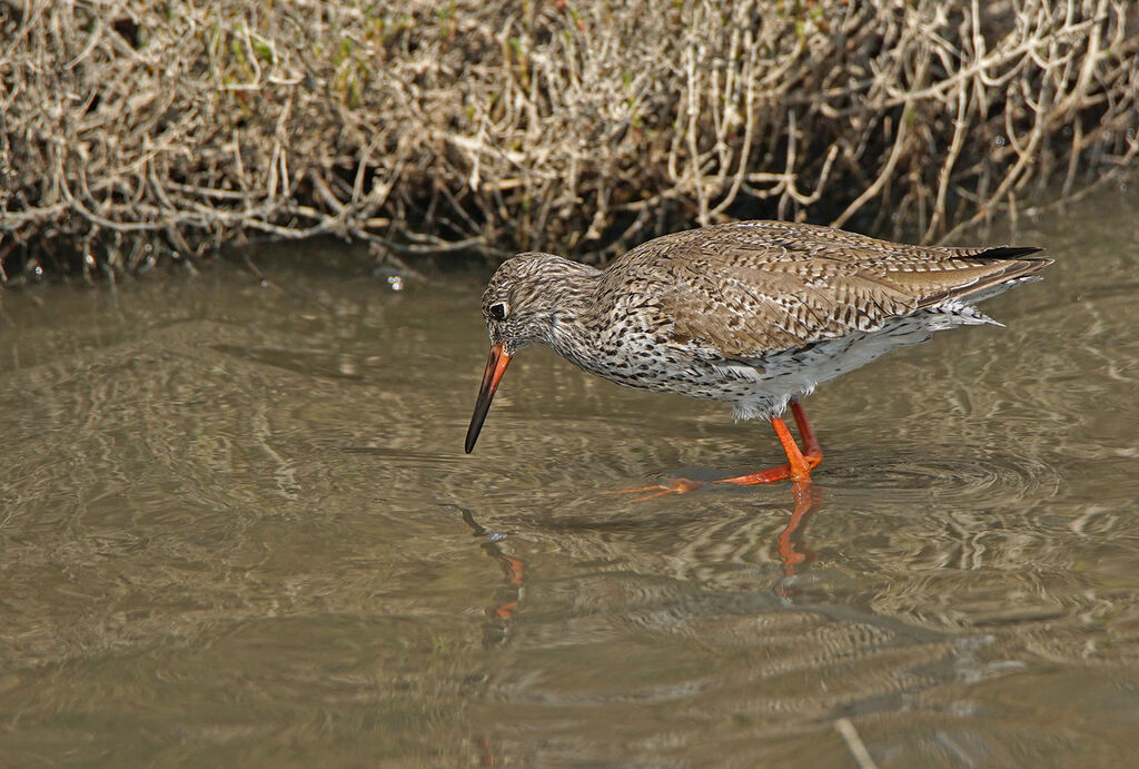 Common Redshank