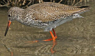 Common Redshank