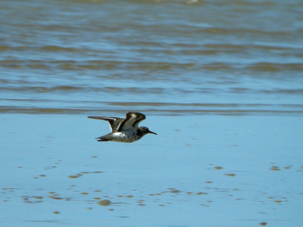 Spotted Sandpiper