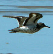 Spotted Sandpiper