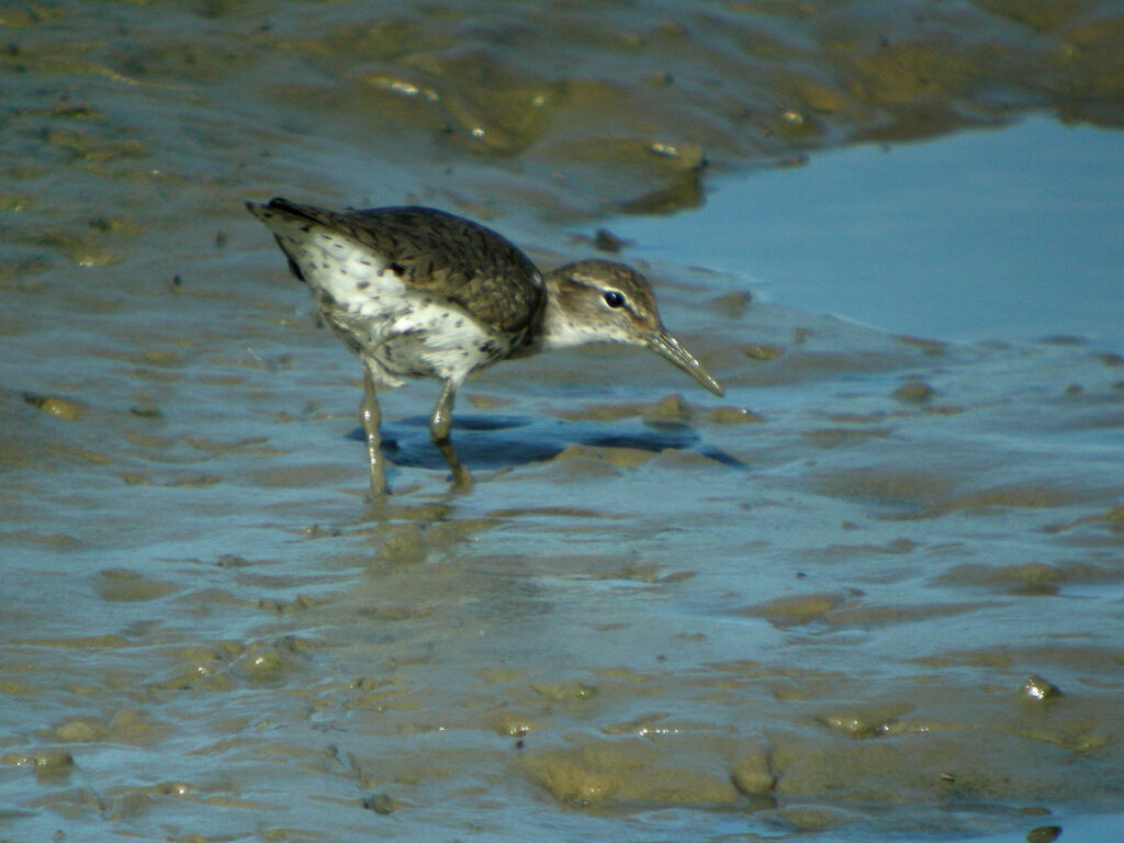 Spotted Sandpiper