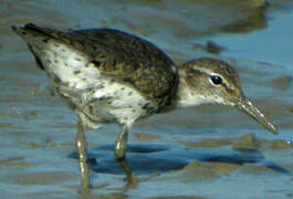 Spotted Sandpiper