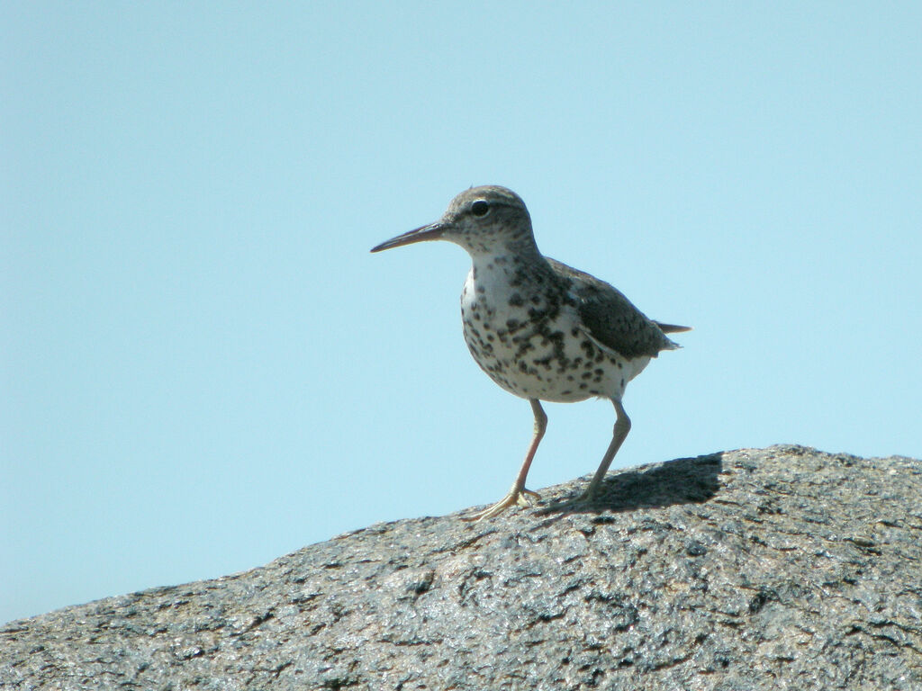 Spotted Sandpiper