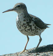 Spotted Sandpiper