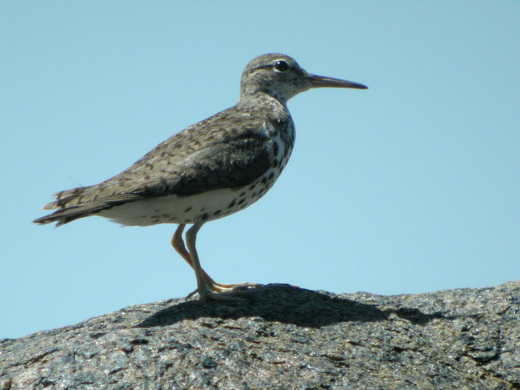 Spotted Sandpiper