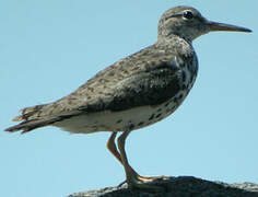 Spotted Sandpiper