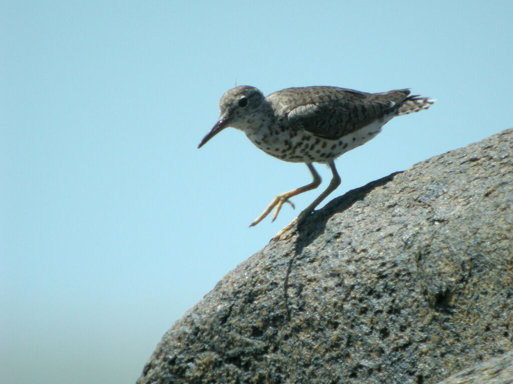 Spotted Sandpiper