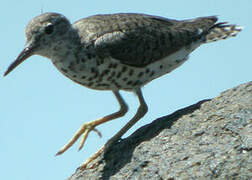 Spotted Sandpiper