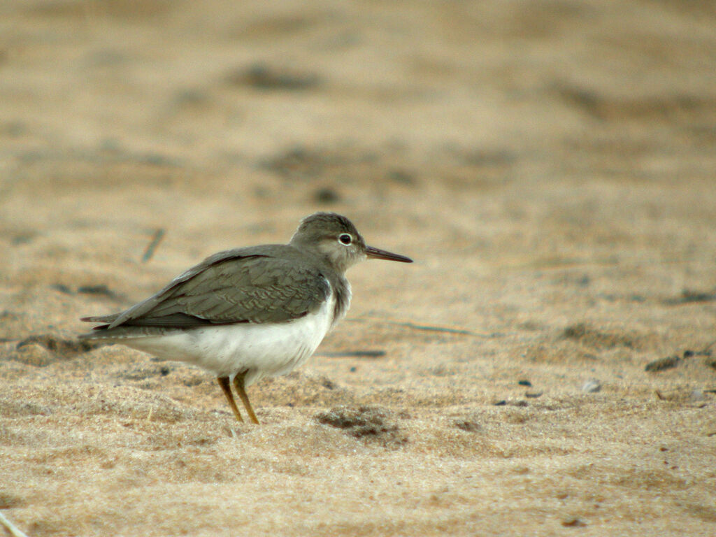 Spotted Sandpiper