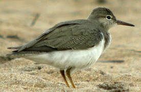 Spotted Sandpiper