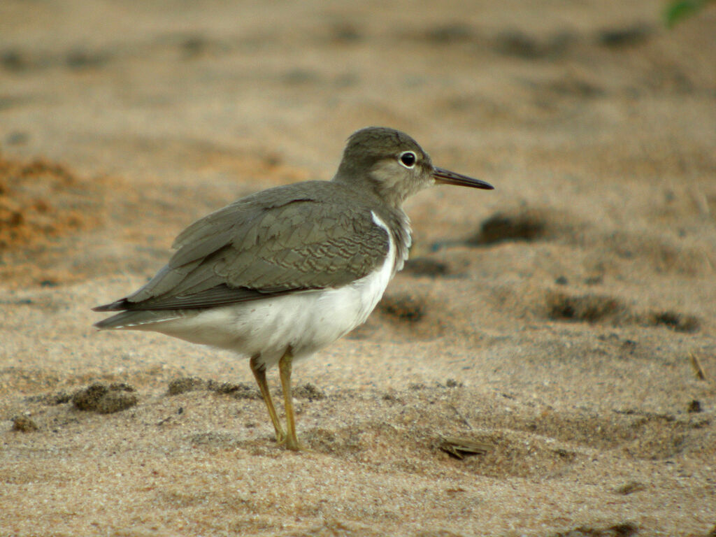 Spotted Sandpiper