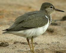 Spotted Sandpiper