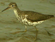 Spotted Sandpiper