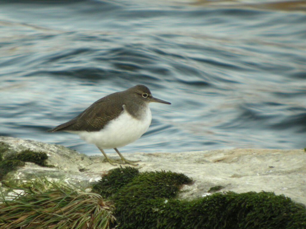 Common Sandpiper