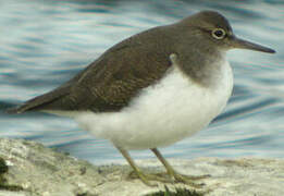 Common Sandpiper