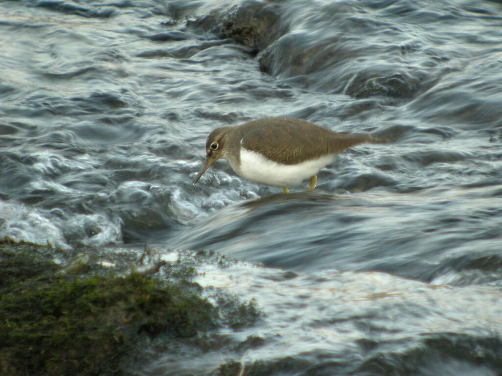 Common Sandpiper