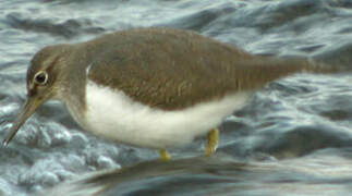 Common Sandpiper