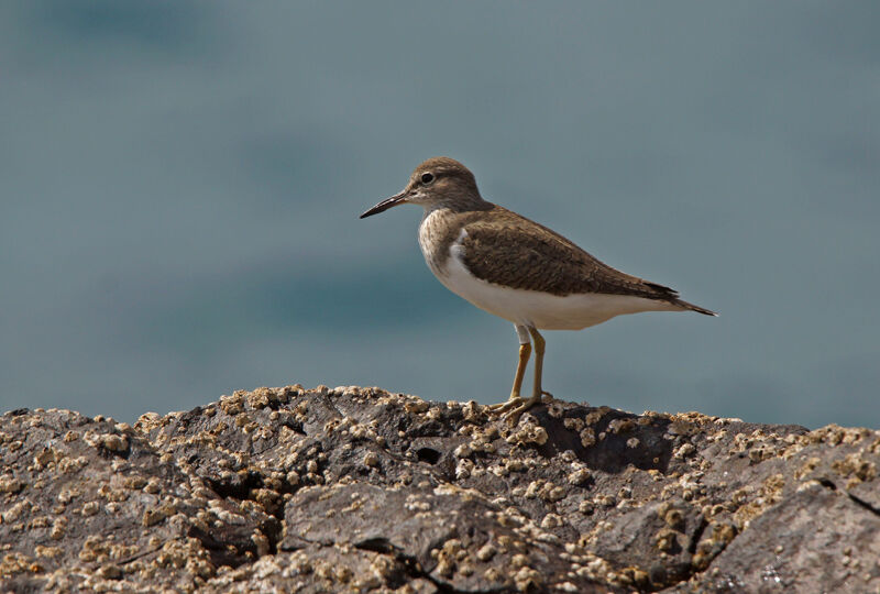 Common Sandpiper