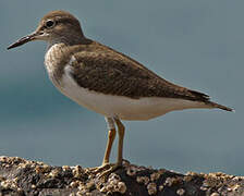 Common Sandpiper