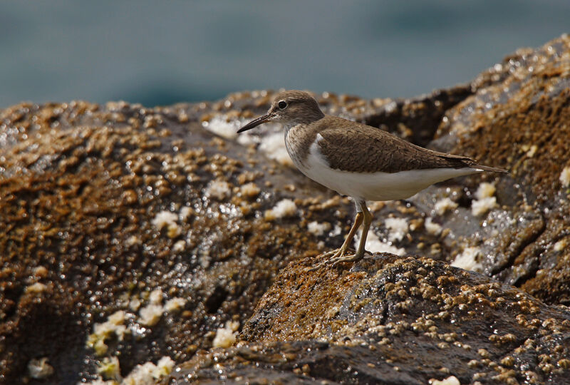 Common Sandpiper