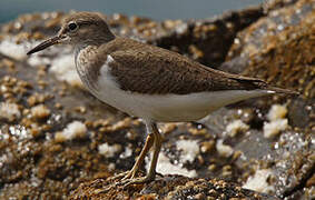 Common Sandpiper