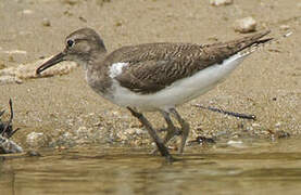 Common Sandpiper