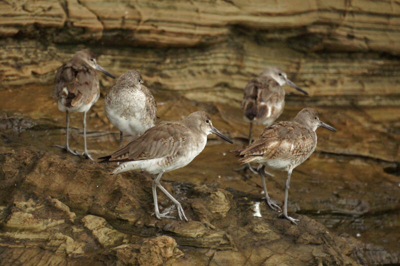 Willet