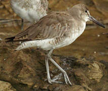 Willet